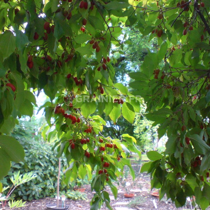 Japanese Cornwall, Japanese Cornelian cherry tree, Cornus officinal image